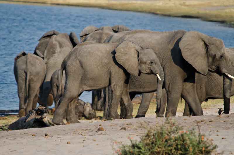 41 - Namibia - elefantes - parque nacional de Bwabwata